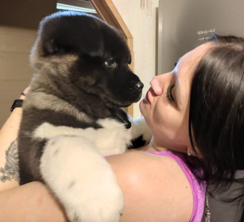 Rubylight Grom Американская акита питомник Рубилайт