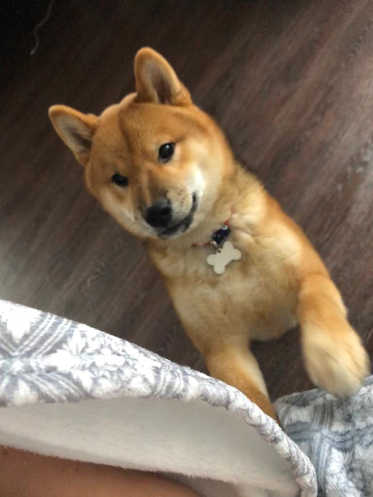 RUBYLIGHT DEXTER. AMERICAN AKITA RUBYLIGHT KENNEL I SHIBA-INU