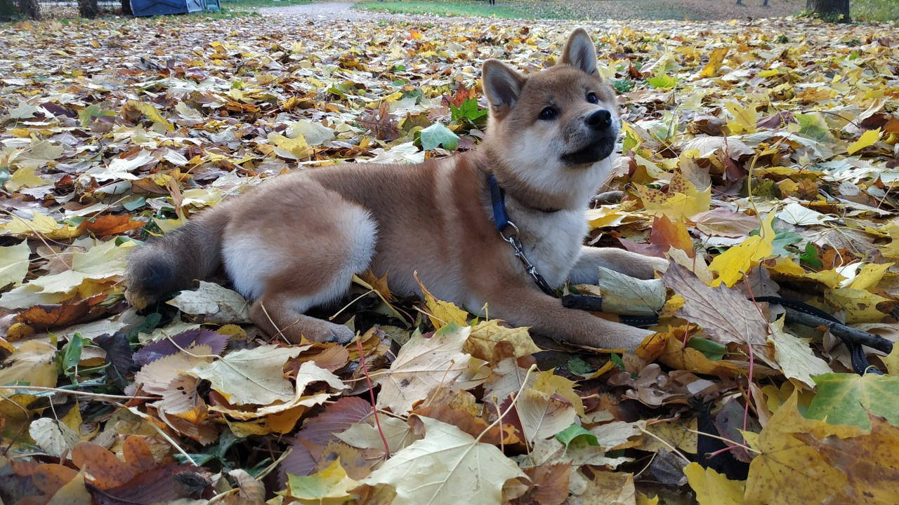 Сиба питомник RUBYLIGHT. Американская акита I Сиба ину I Питомник RUBYLIGHT