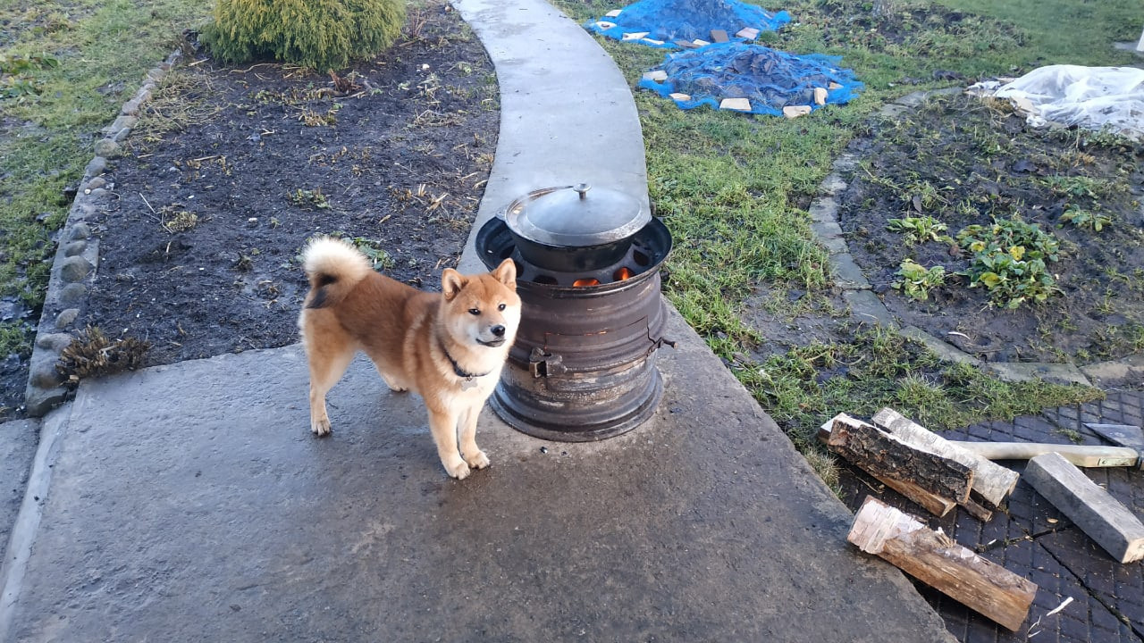 Сиба питомник RUBYLIGHT. Американская акита I Сиба ину I Питомник RUBYLIGHT