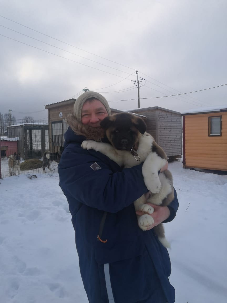 RUBYLIGHT GARRY * Гарри. AMERICAN AKITA RUBYLIGHT KENNEL I SHIBA-INU