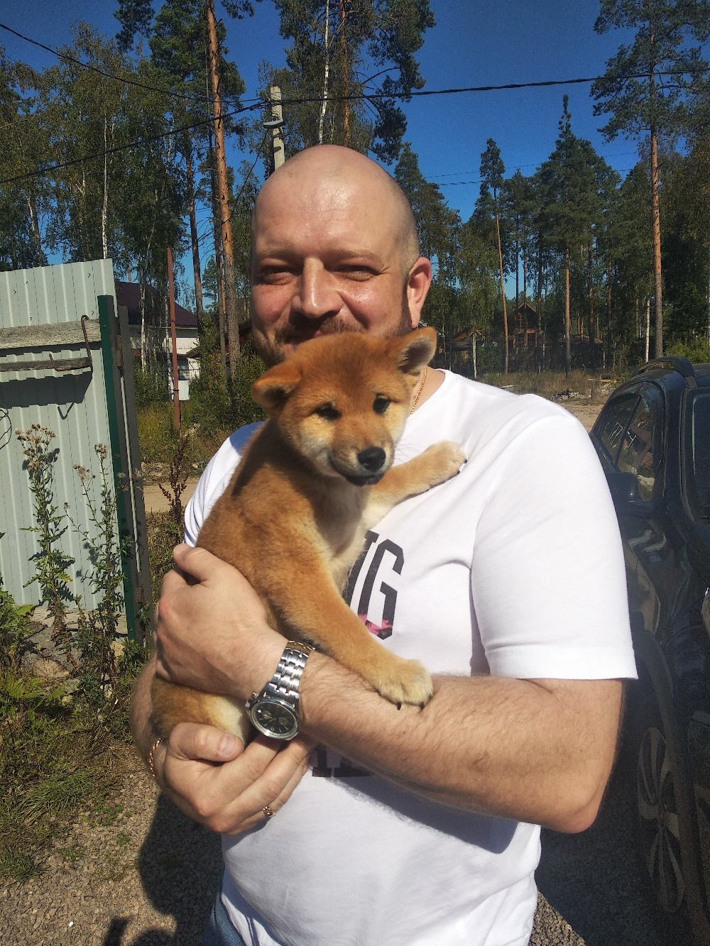 Сиба питомник RUBYLIGHT. Американская акита I Сиба ину I Питомник RUBYLIGHT