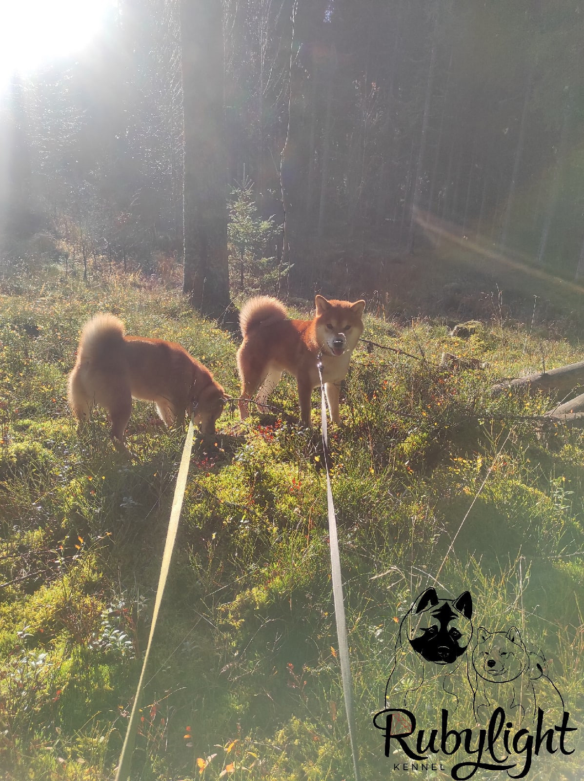 Локи * Shiomaru EVER DREAM * LOKI