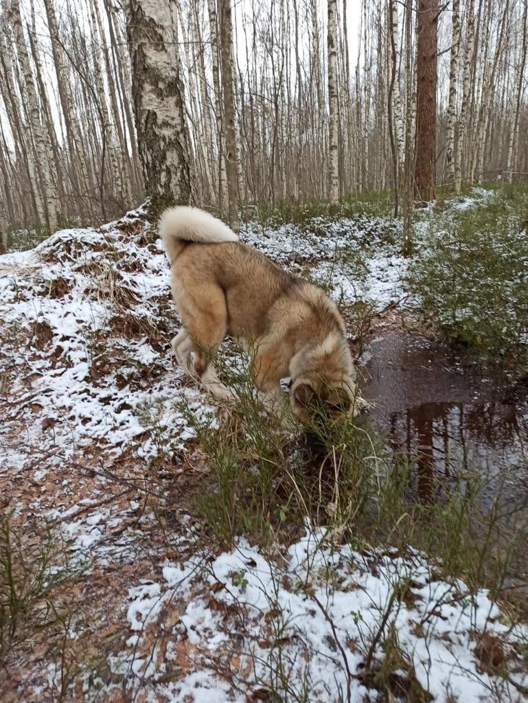 RUBYLIGHT BISHAMON * Тиль. AMERICAN AKITA RUBYLIGHT KENNEL I SHIBA-INU