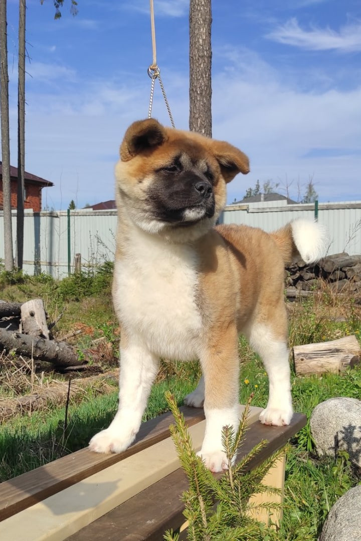 RUBYLIGHT HLOYA. AMERICAN AKITA RUBYLIGHT KENNEL I SHIBA-INU