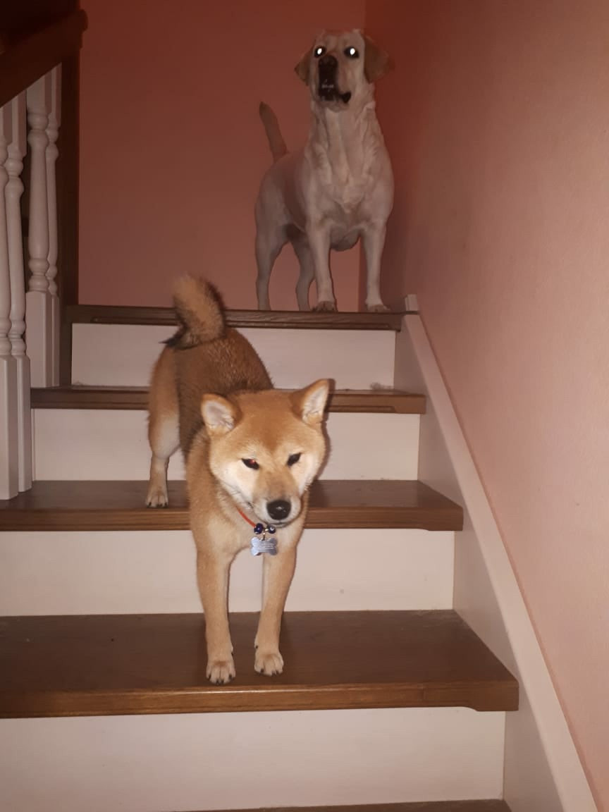 RUBYLIGHT DOLL * Долька (Отец: Хиро * HANDZIMEMESITE HIRO , Мать: Дэва * ZOLOTO PARTII DEVANA GODDESS OF HUNT) сиба