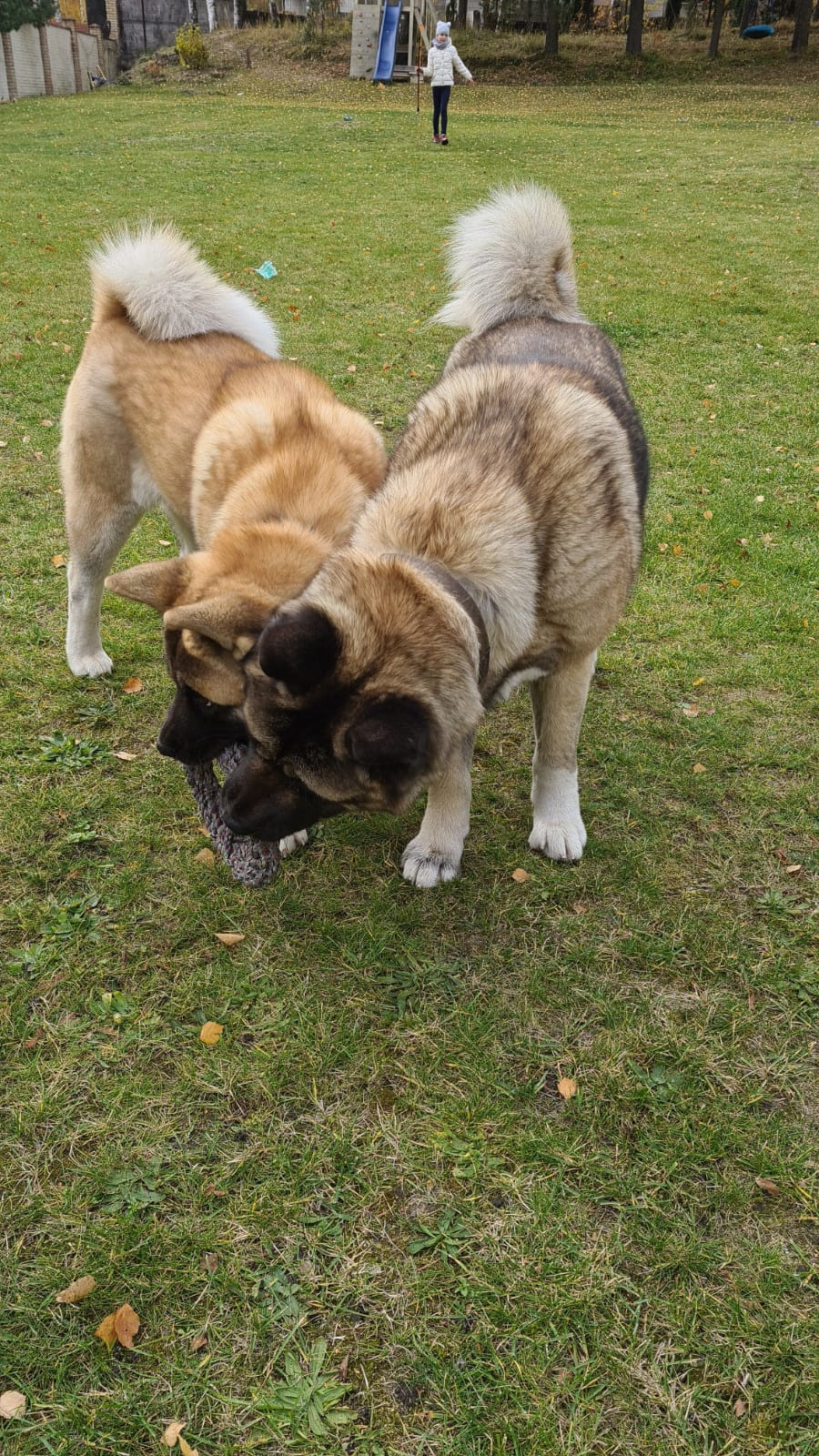 RUBYLIGHT HLOYA. AMERICAN AKITA RUBYLIGHT KENNEL I SHIBA-INU