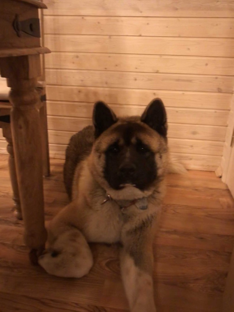 RUBYLIGHT BISHAMON * Тиль. AMERICAN AKITA RUBYLIGHT KENNEL I SHIBA-INU