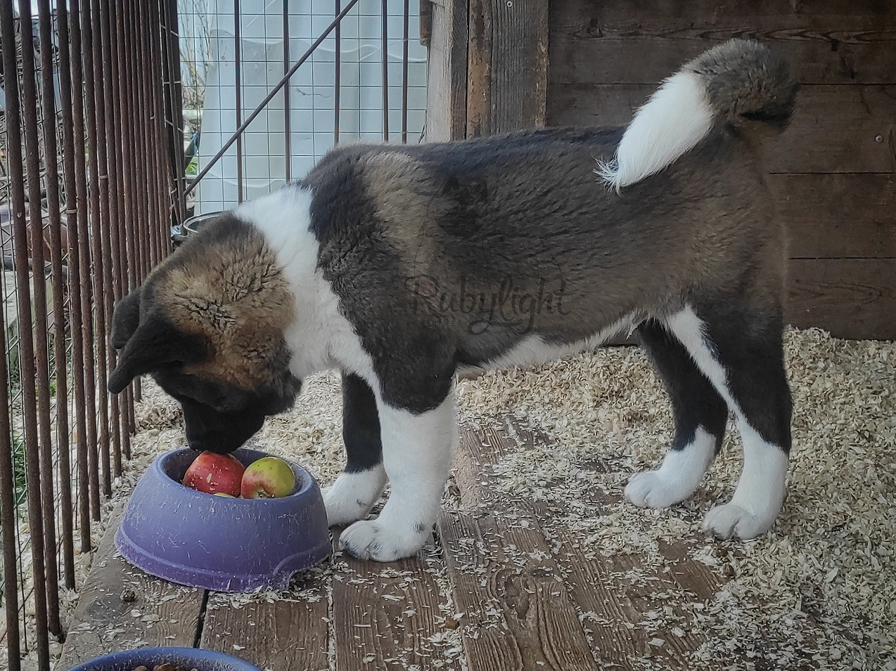 RUBYLIGHT Kiros. AMERICAN AKITA RUBYLIGHT KENNEL I SHIBA-INU