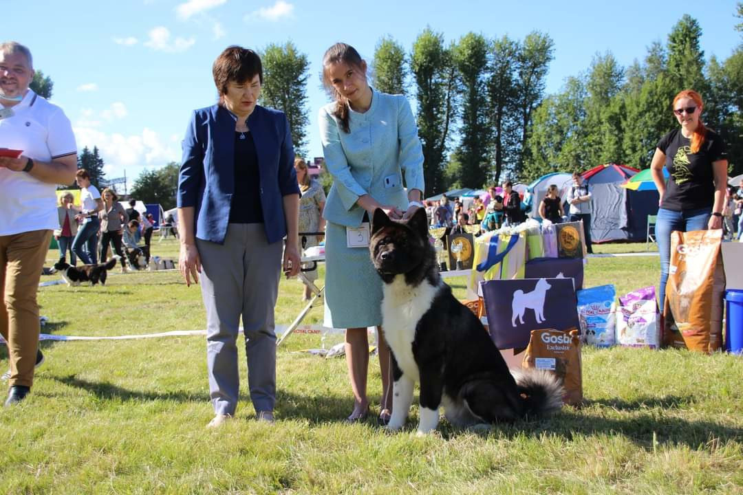 МЭР * Alter Real Merkurу  американская акита рубилайт rubylight акита вязка щенки