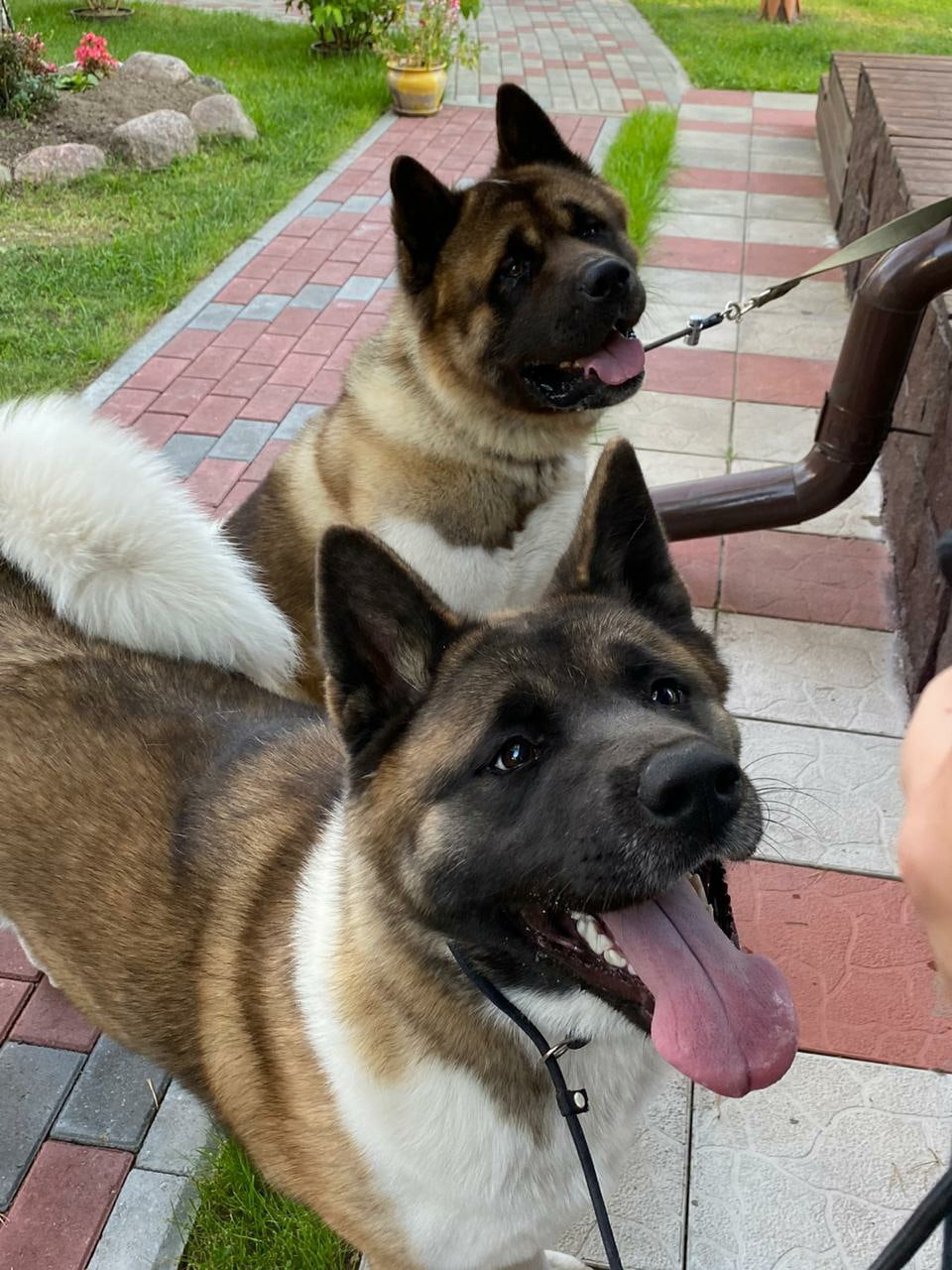 Американская акита питомник RUBYLIGHT. Американская акита I Сиба ину I Питомник RUBYLIGHT