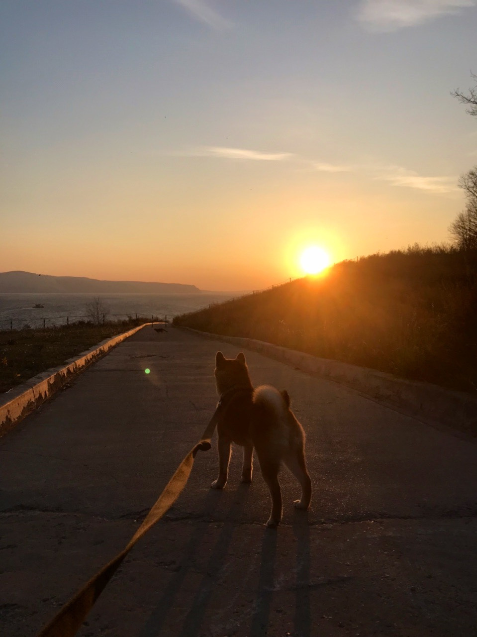 RUBYLIGHT DIN WINCHESTER. AMERICAN AKITA RUBYLIGHT KENNEL I SHIBA-INU