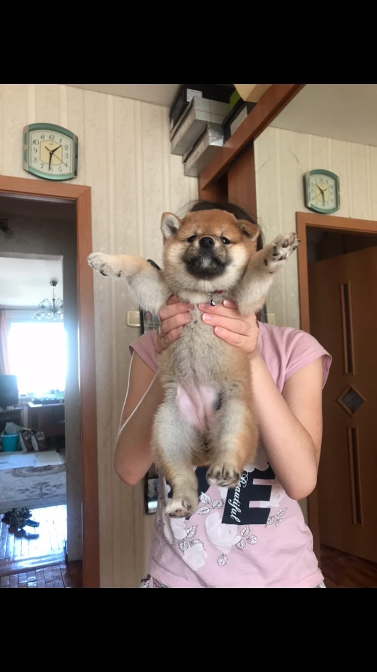 RUBYLIGHT IRIS. AMERICAN AKITA RUBYLIGHT KENNEL I SHIBA-INU