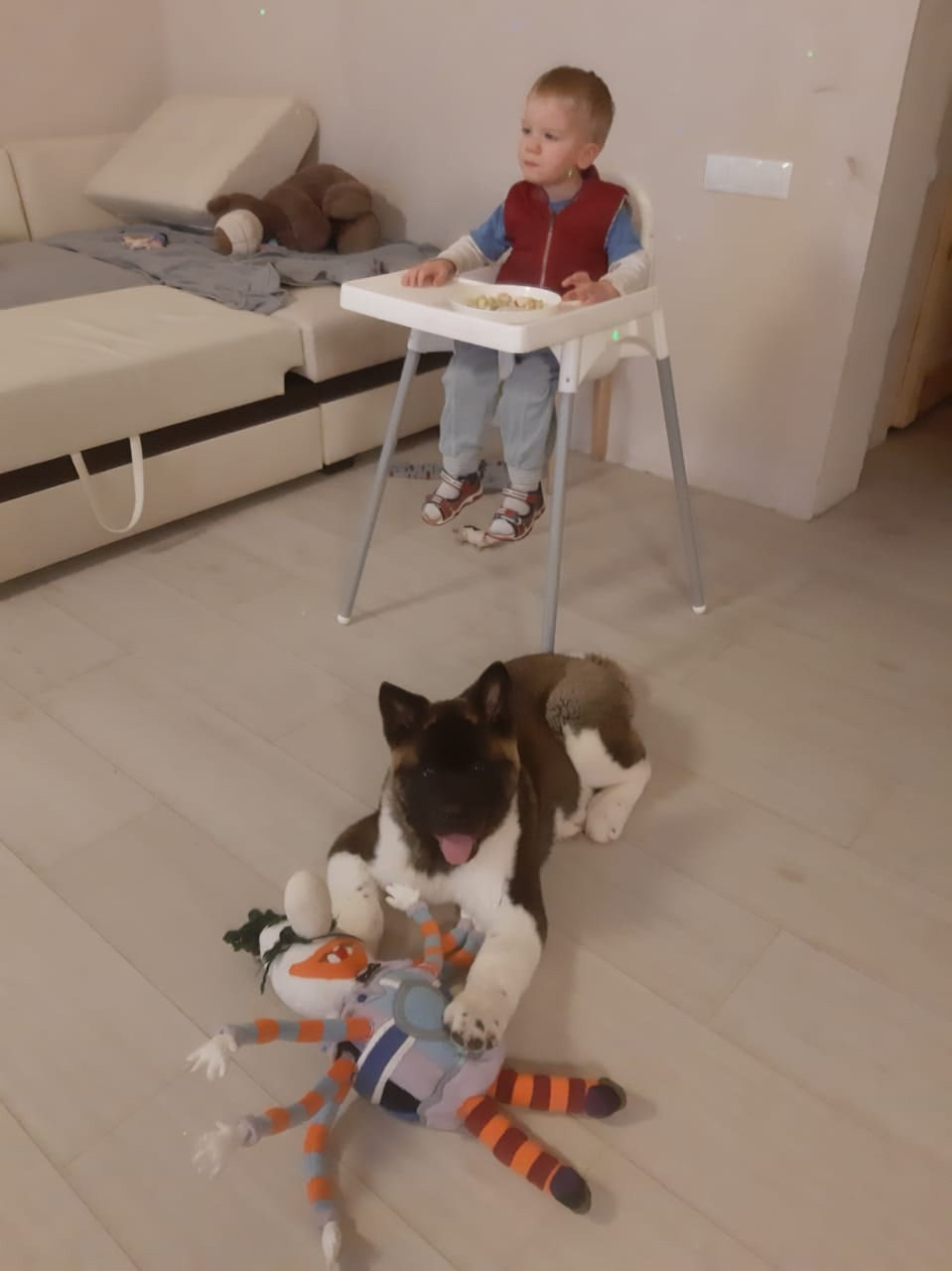 RUBYLIGHT GARRY * Гарри. AMERICAN AKITA RUBYLIGHT KENNEL I SHIBA-INU