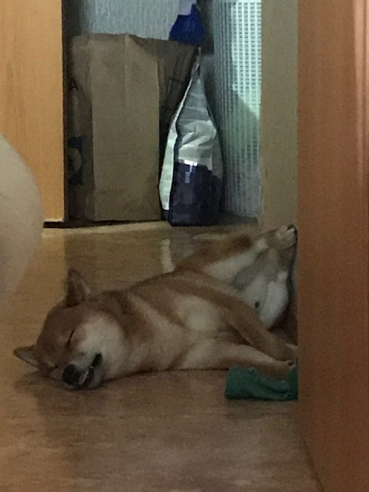 RUBYLIGHT DIN WINCHESTER. AMERICAN AKITA RUBYLIGHT KENNEL I SHIBA-INU