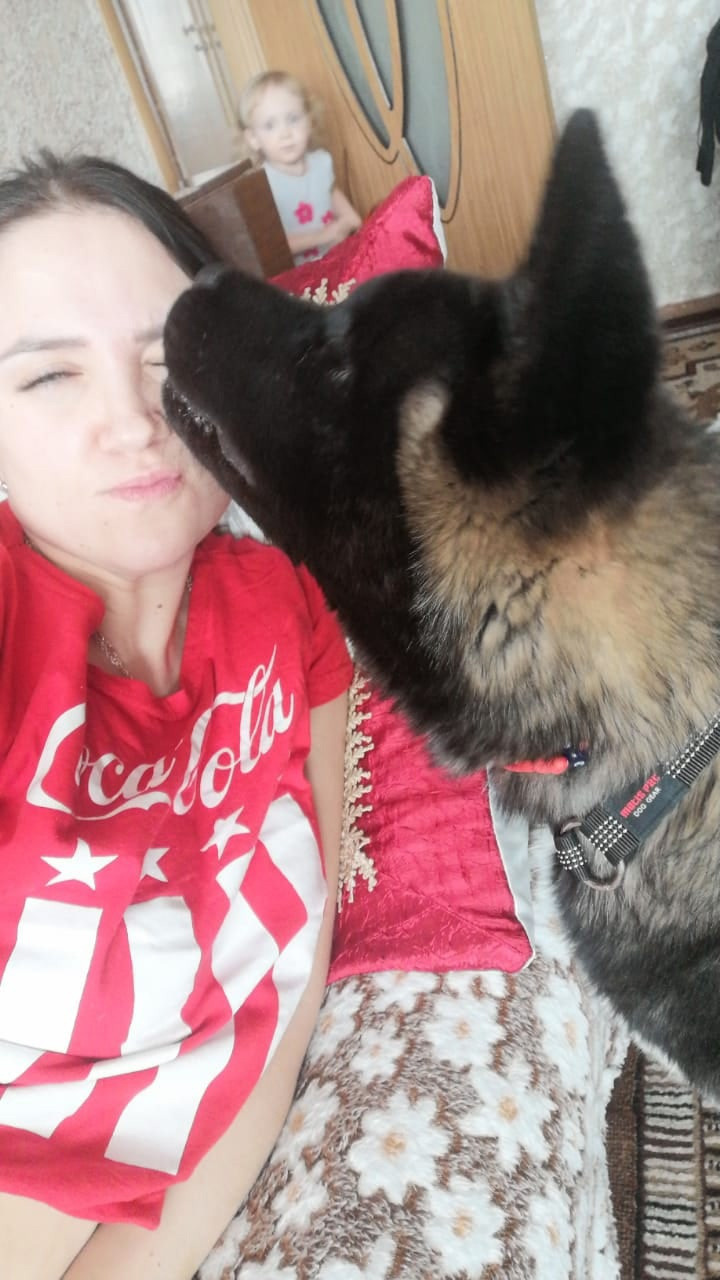 Rubylight Grom Американская акита питомник Рубилайт