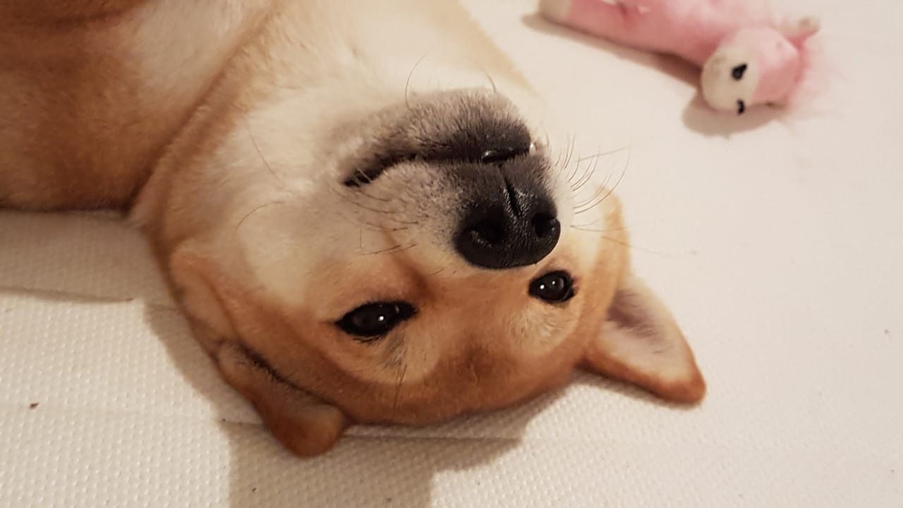 Ясная * IMPERIYA ELENSVETA ASTA LA VISTA, Санкт-Петербург, RUBYLIGHT kennel