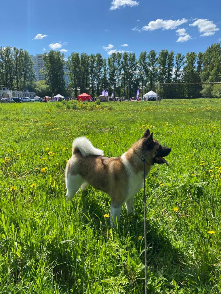 Американская акита питомник RUBYLIGHT. Американская акита I Сиба ину I Питомник RUBYLIGHT