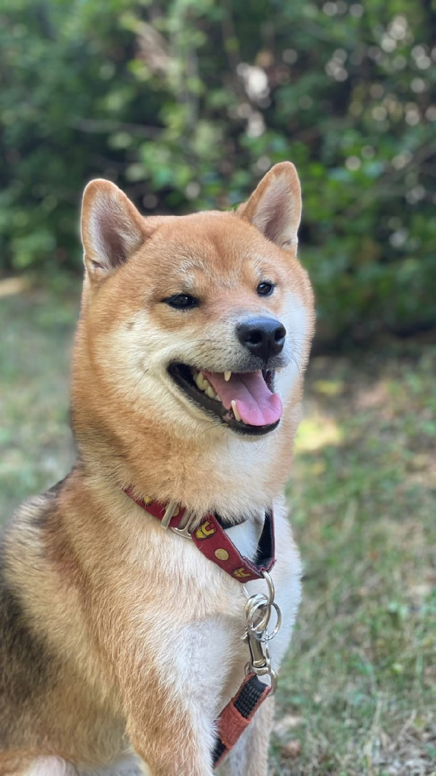 RUBYLIGHT DIN WINCHESTER. AMERICAN AKITA RUBYLIGHT KENNEL I SHIBA-INU