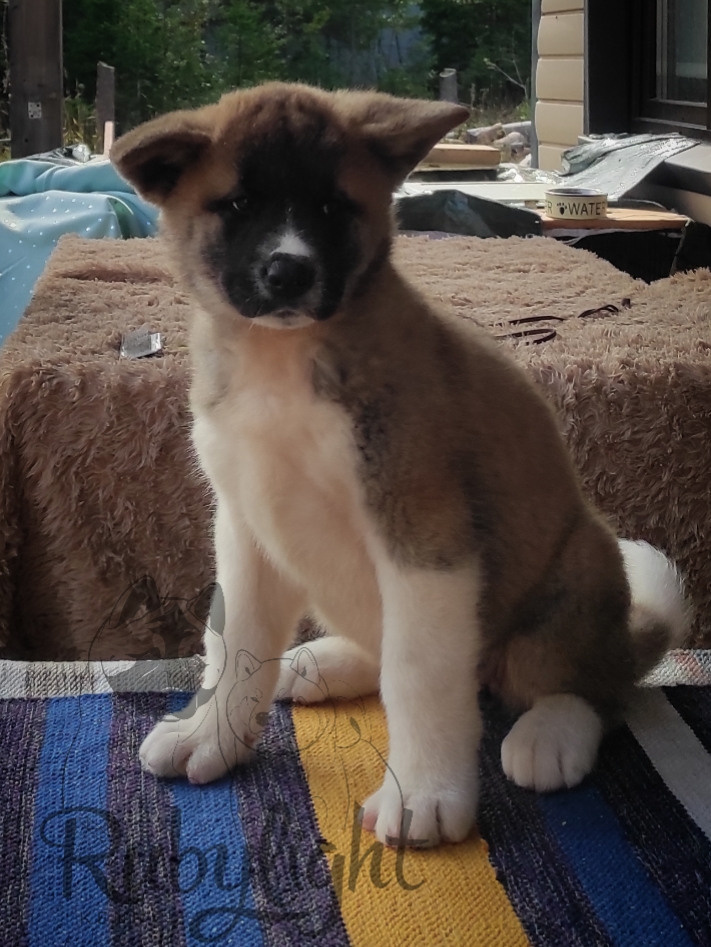 Американская акита питомник RUBYLIGHT. Американская акита I Сиба ину I Питомник RUBYLIGHT