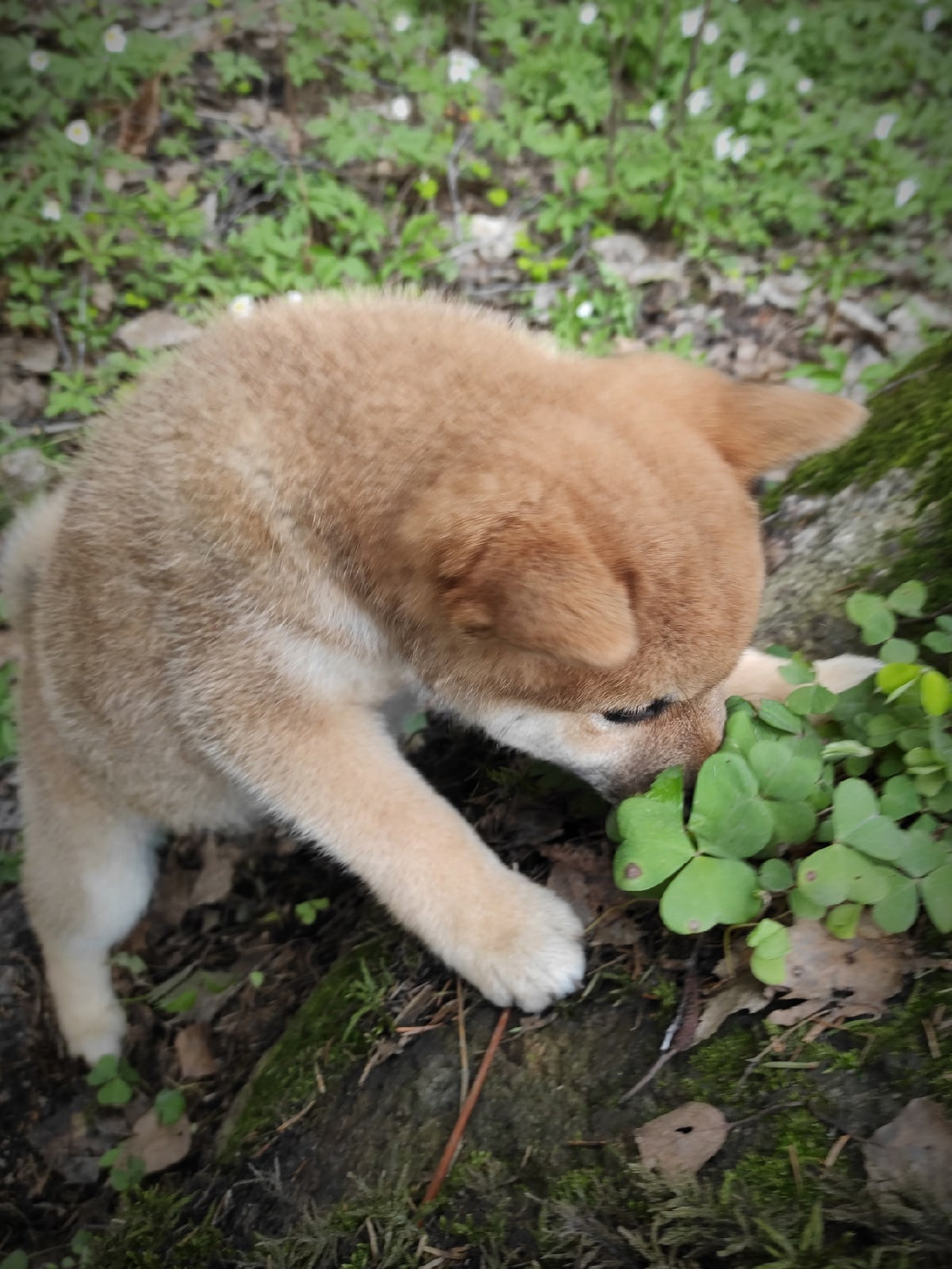 RUBYLIGHT Judy. AMERICAN AKITA RUBYLIGHT KENNEL I SHIBA-INU