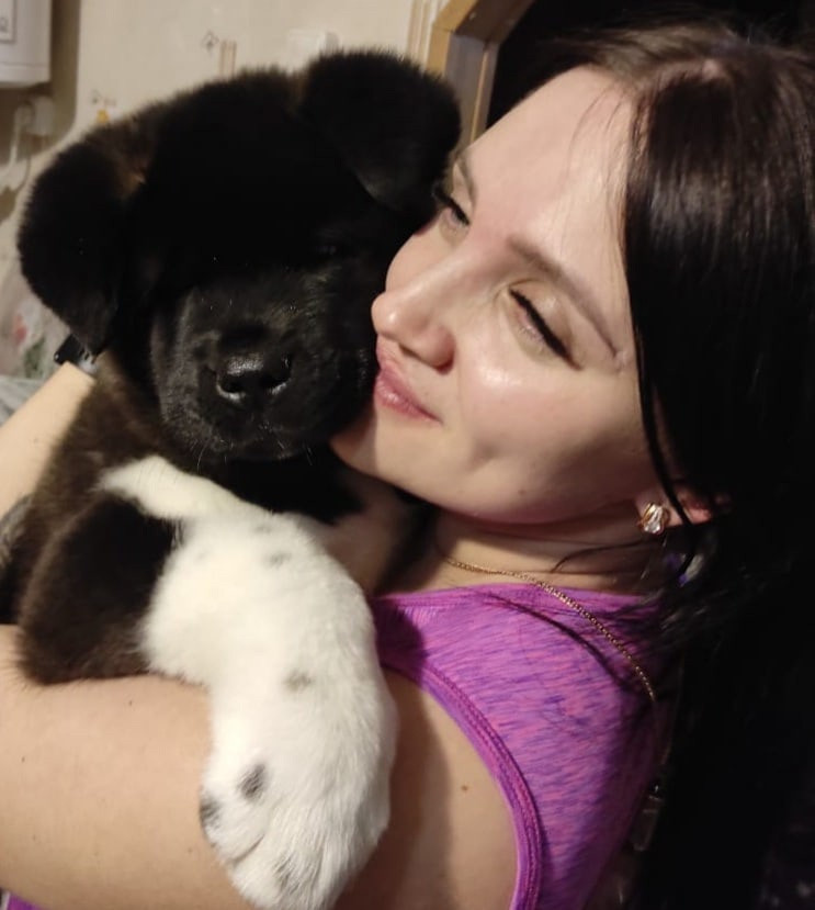 Rubylight Grom Американская акита питомник Рубилайт