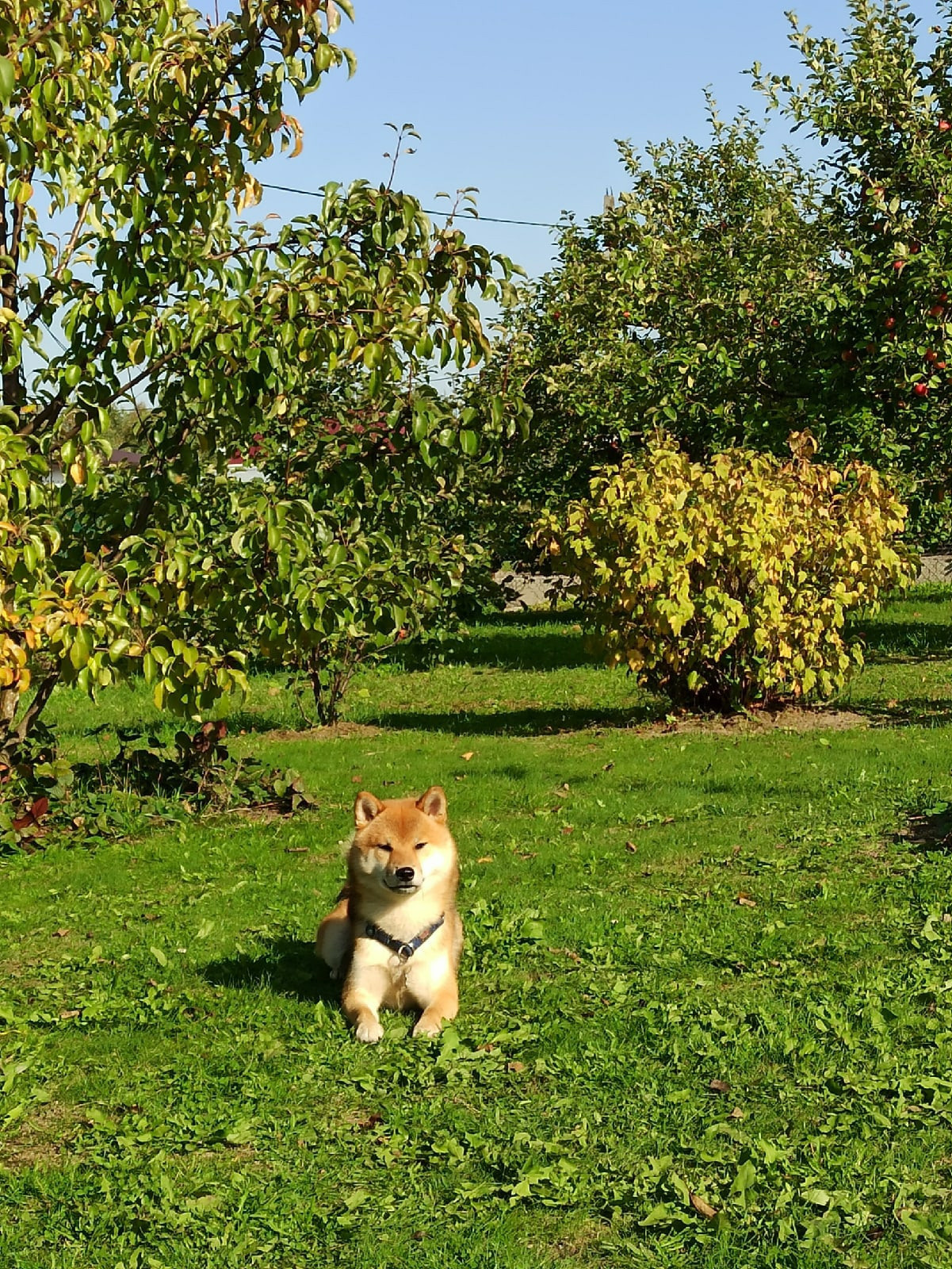 Сиба питомник RUBYLIGHT. Американская акита I Сиба ину I Питомник RUBYLIGHT