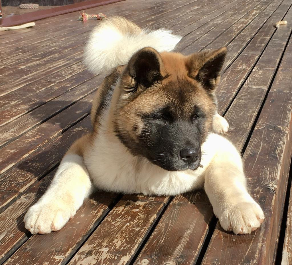 Американская акита питомник RUBYLIGHT. Американская акита I Сиба ину I Питомник RUBYLIGHT