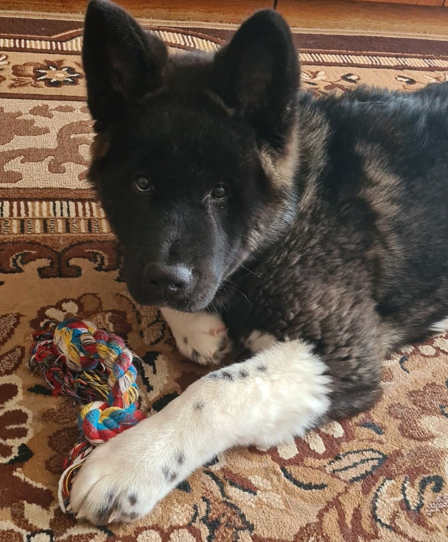 Rubylight Grom Американская акита питомник Рубилайт