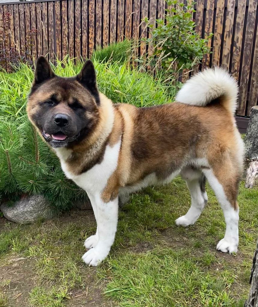 АМЕРИКАНСКАЯ АКИТА. Американская акита I Сиба ину I Питомник RUBYLIGHT