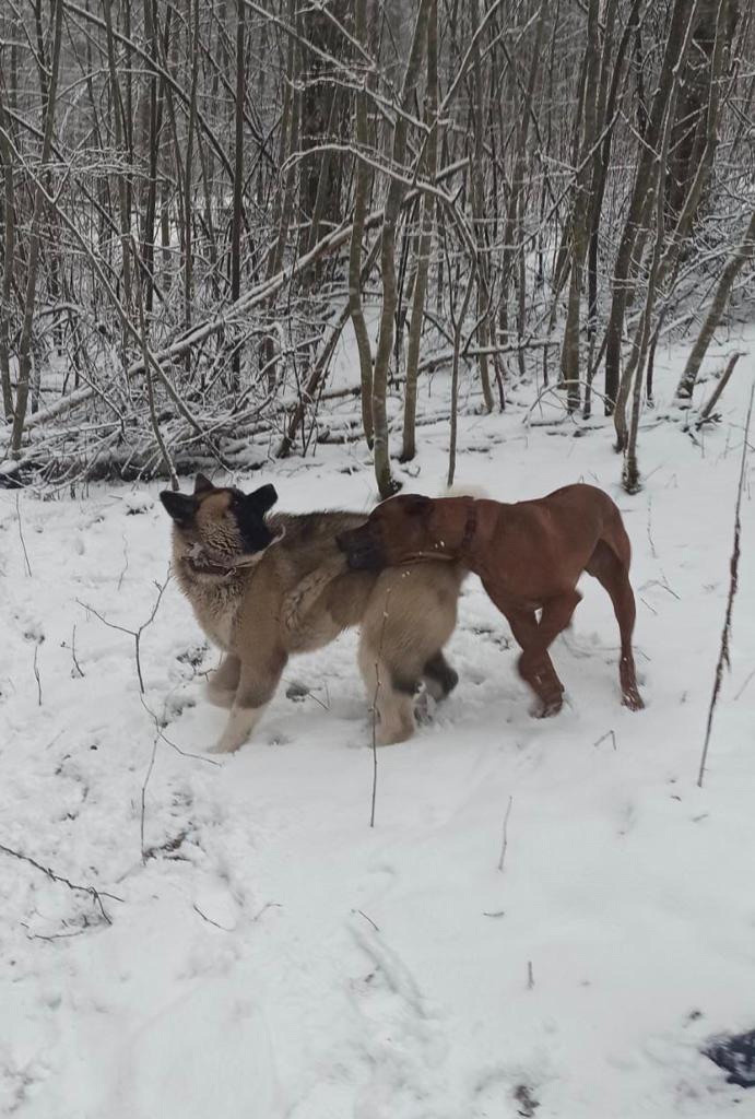 RUBYLIGHT BISHAMON * Тиль. AMERICAN AKITA RUBYLIGHT KENNEL I SHIBA-INU