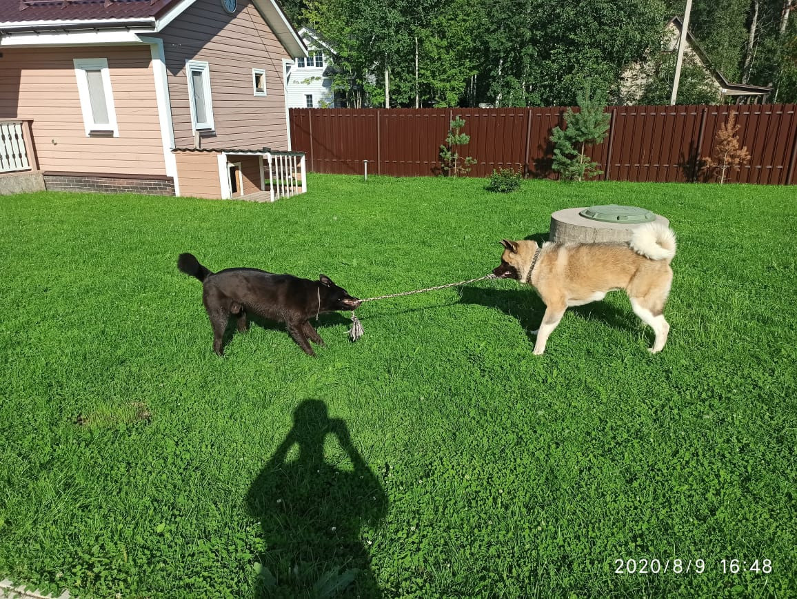 RUBYLIGHT BISHAMON * Тиль. AMERICAN AKITA RUBYLIGHT KENNEL I SHIBA-INU