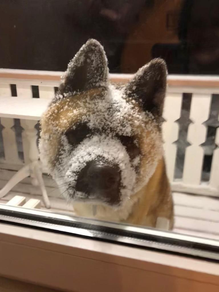 RUBYLIGHT BISHAMON * Тиль. AMERICAN AKITA RUBYLIGHT KENNEL I SHIBA-INU