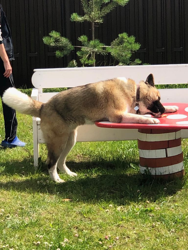 RUBYLIGHT BISHAMON * Тиль. AMERICAN AKITA RUBYLIGHT KENNEL I SHIBA-INU