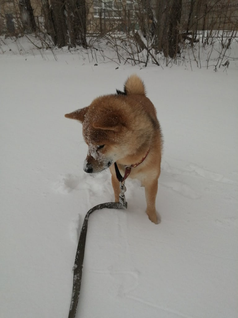 RUBYLIGHT DIN WINCHESTER. AMERICAN AKITA RUBYLIGHT KENNEL I SHIBA-INU