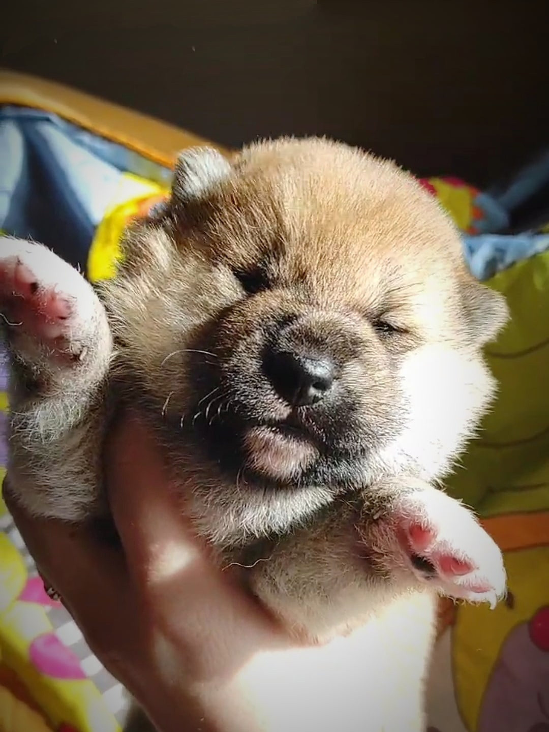 RUBYLIGHT IRON. AMERICAN AKITA RUBYLIGHT KENNEL I SHIBA-INU