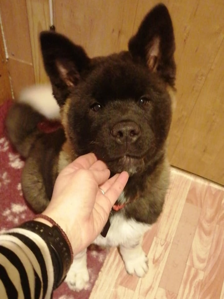 Rubylight Grom Американская акита питомник Рубилайт