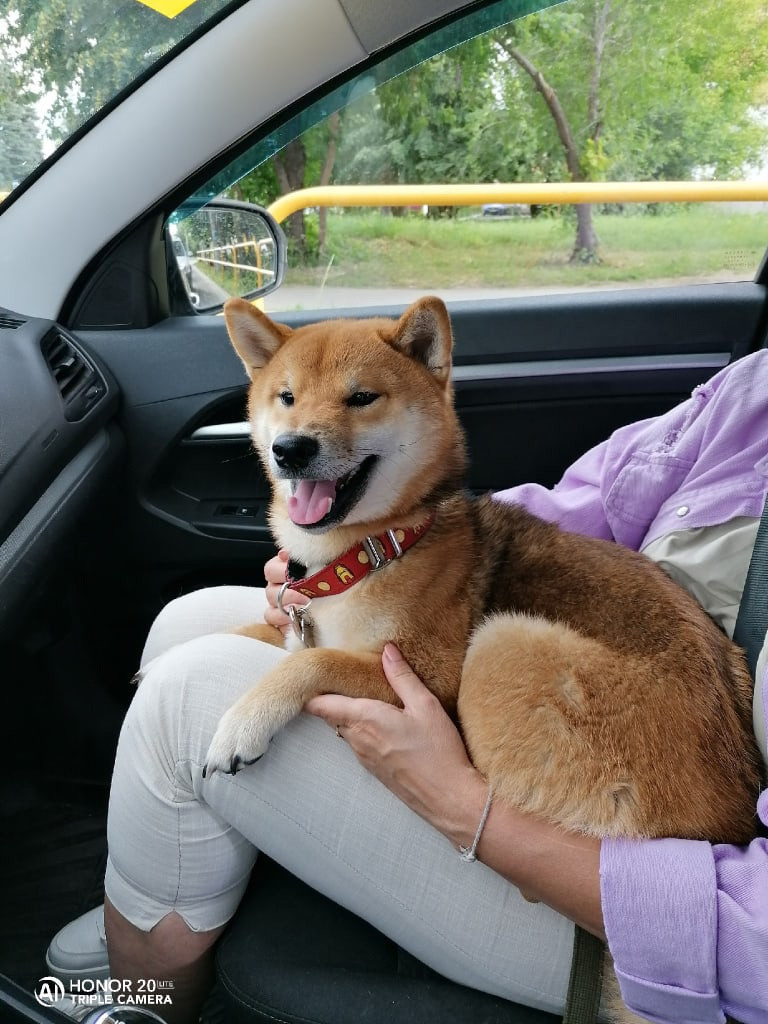 RUBYLIGHT DIN WINCHESTER. AMERICAN AKITA RUBYLIGHT KENNEL I SHIBA-INU