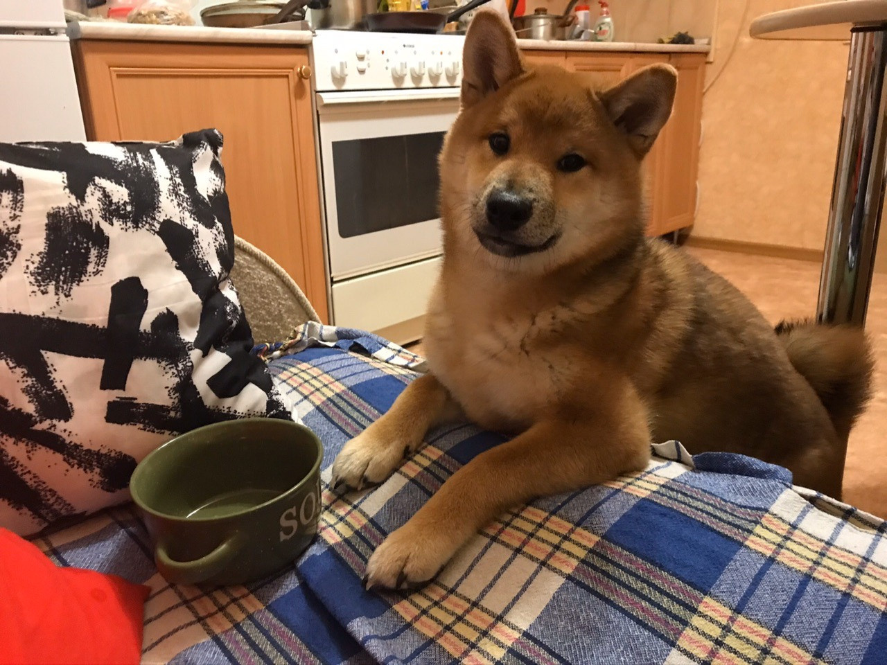 RUBYLIGHT DIN WINCHESTER. AMERICAN AKITA RUBYLIGHT KENNEL I SHIBA-INU