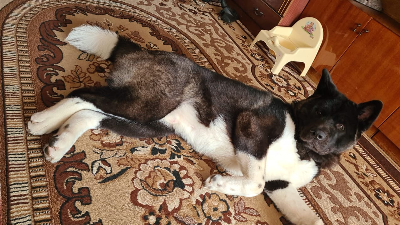 Rubylight Grom Американская акита питомник Рубилайт