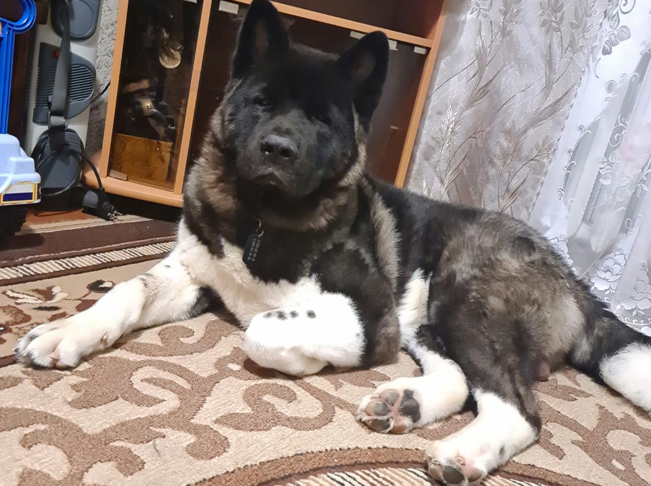 Rubylight Grom Американская акита питомник Рубилайт