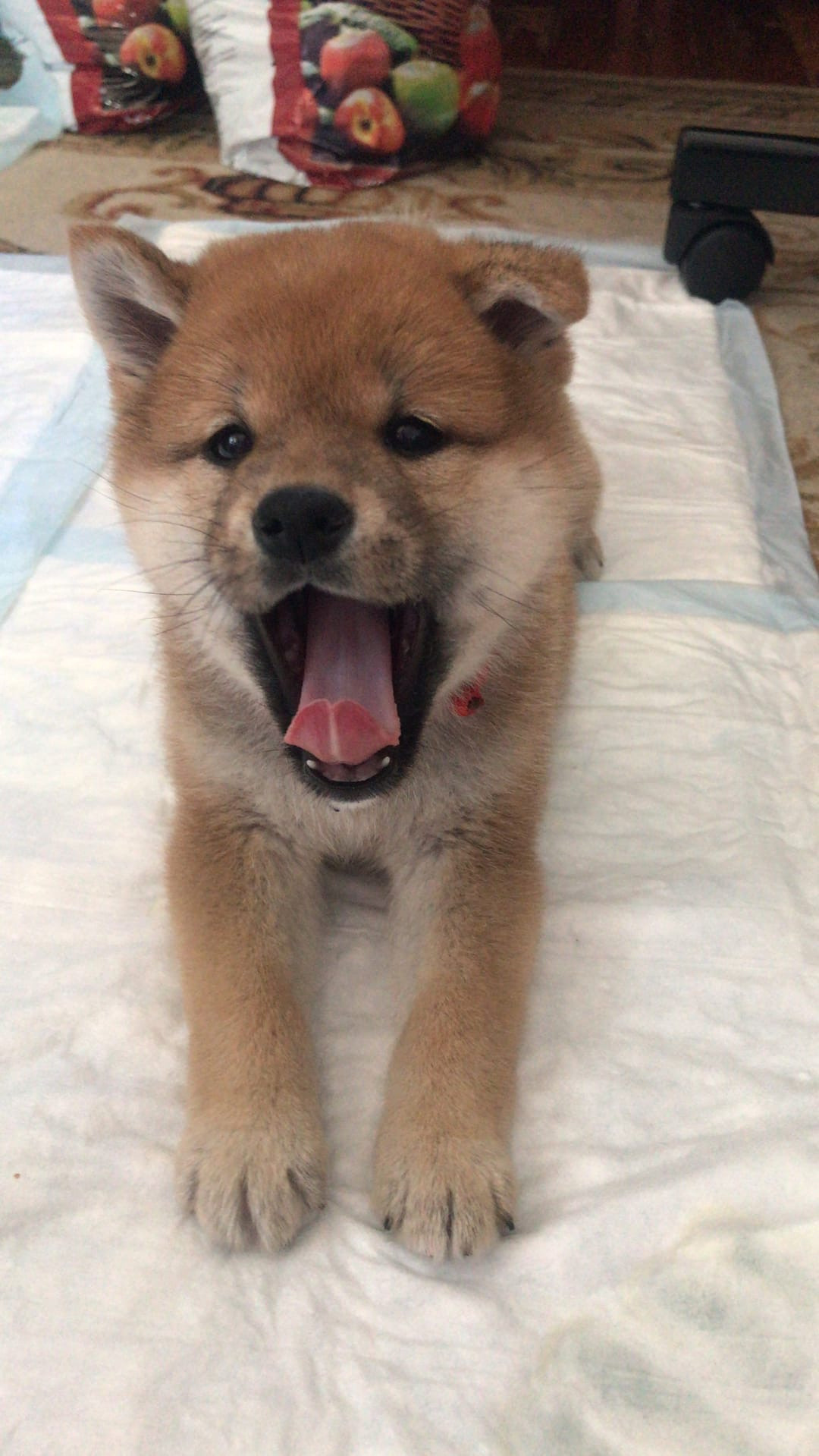 Сиба питомник RUBYLIGHT. Американская акита I Сиба ину I Питомник RUBYLIGHT