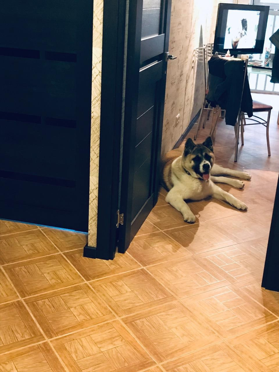 RUBYLIGHT EGEVIKA. AMERICAN AKITA RUBYLIGHT KENNEL I SHIBA-INU