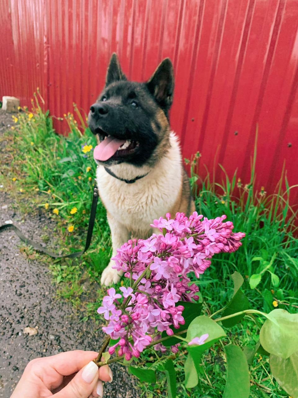 Американская акита питомник RUBYLIGHT. Американская акита I Сиба ину I Питомник RUBYLIGHT