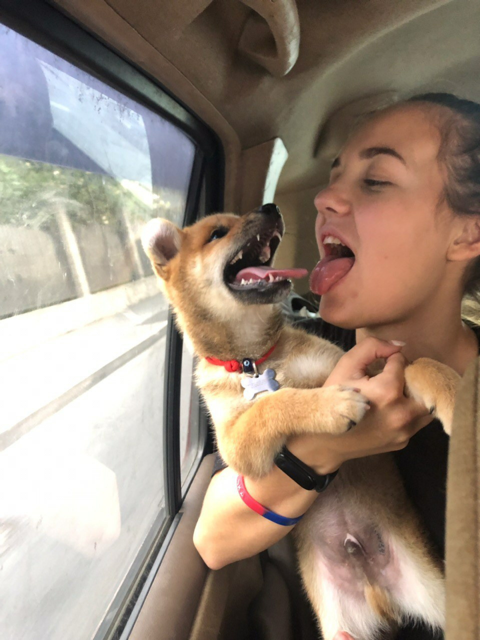 RUBYLIGHT DIN WINCHESTER. AMERICAN AKITA RUBYLIGHT KENNEL I SHIBA-INU