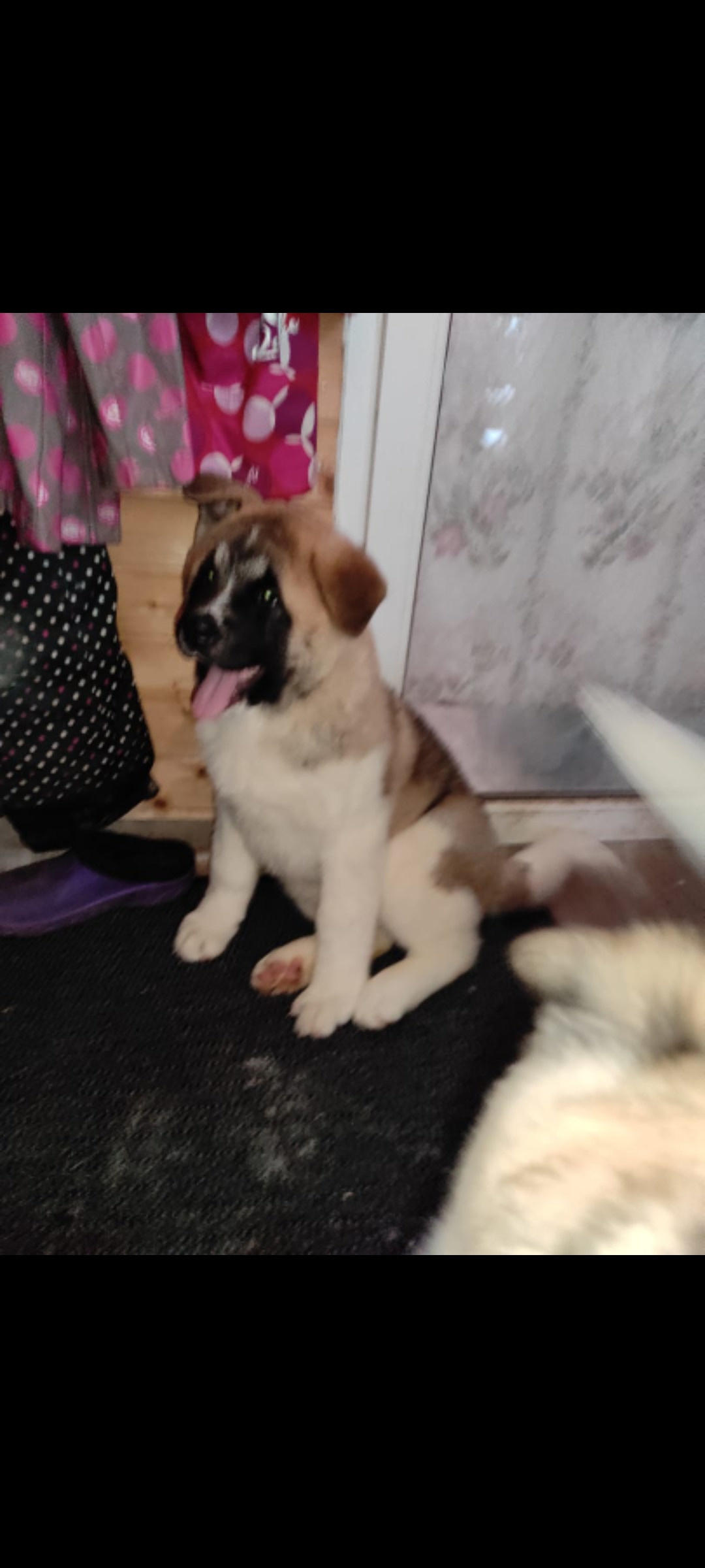 RUBYLIGHT GUCHI * Гуччи. AMERICAN AKITA RUBYLIGHT KENNEL I SHIBA-INU