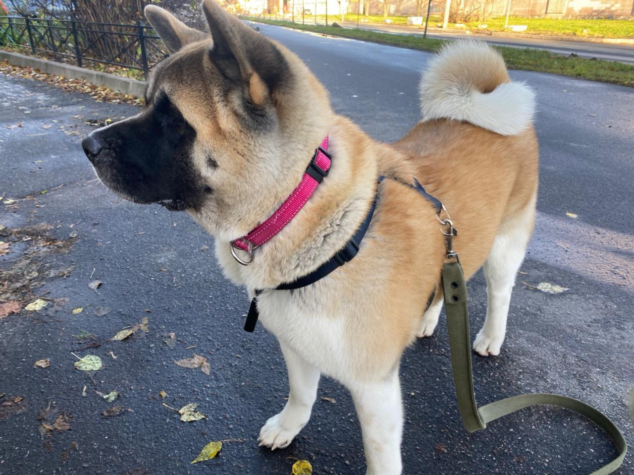 RUBYLIGHT GARMONIA * Гаара. AMERICAN AKITA RUBYLIGHT KENNEL I SHIBA-INU