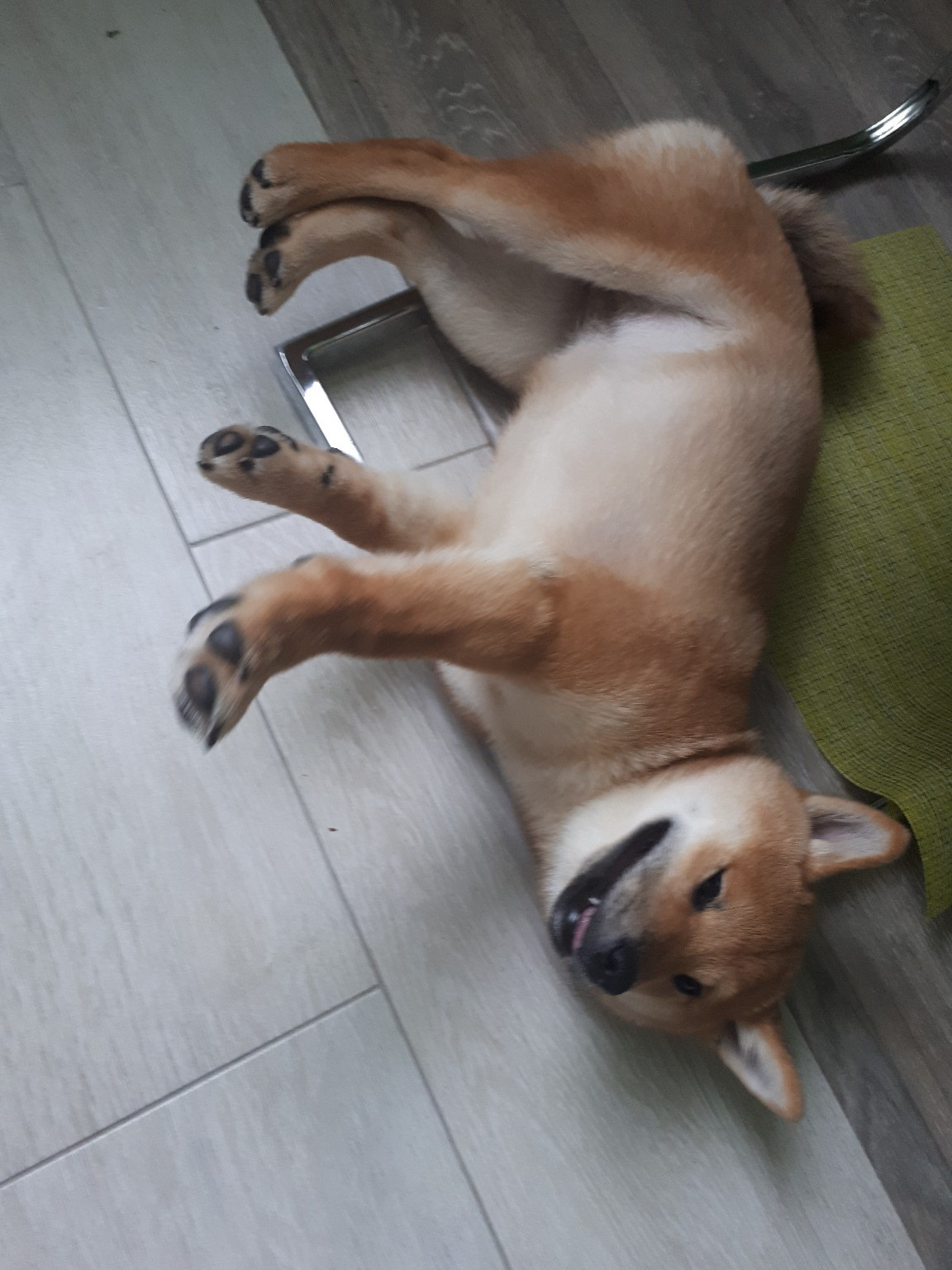 RUBYLIGHT DOLL * Долька (Отец: Хиро * HANDZIMEMESITE HIRO , Мать: Дэва * ZOLOTO PARTII DEVANA GODDESS OF HUNT) сиба