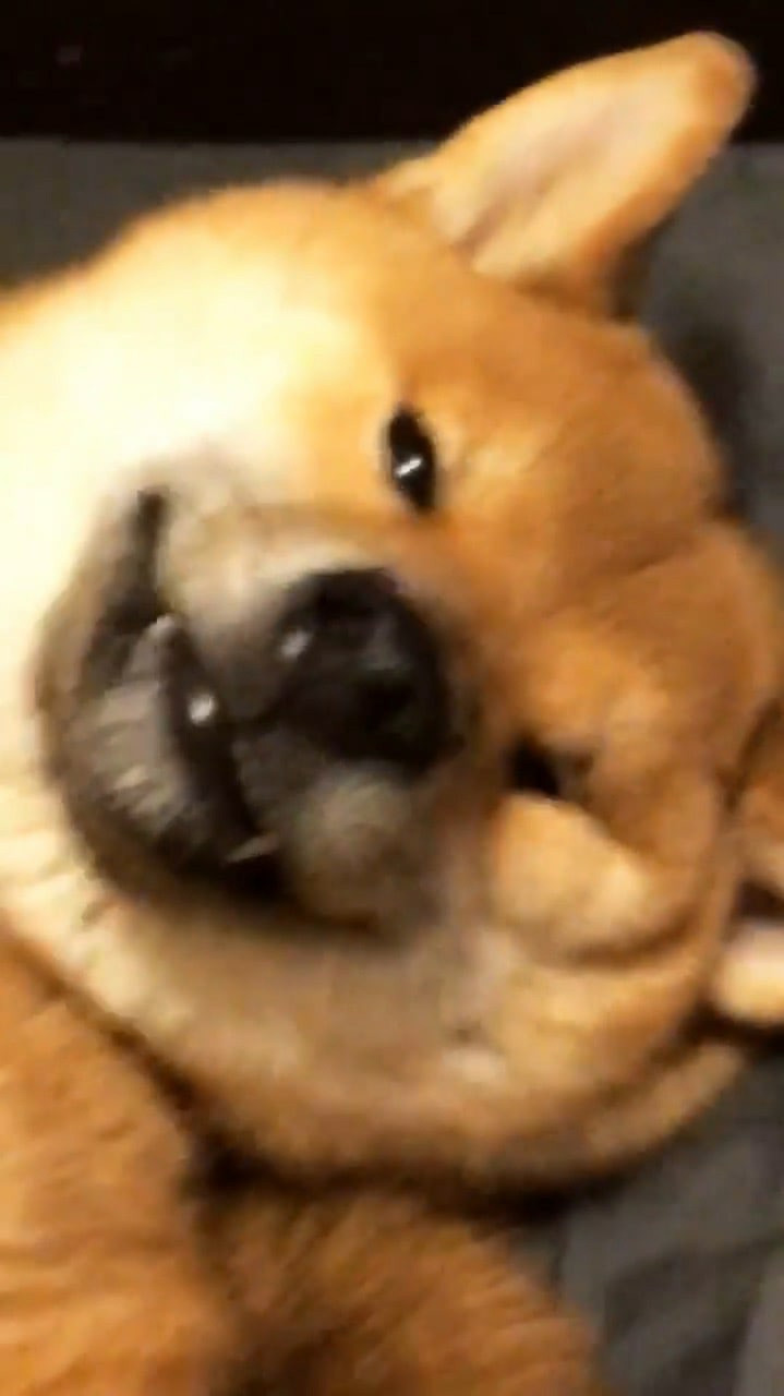 RUBYLIGHT DIN WINCHESTER. AMERICAN AKITA RUBYLIGHT KENNEL I SHIBA-INU