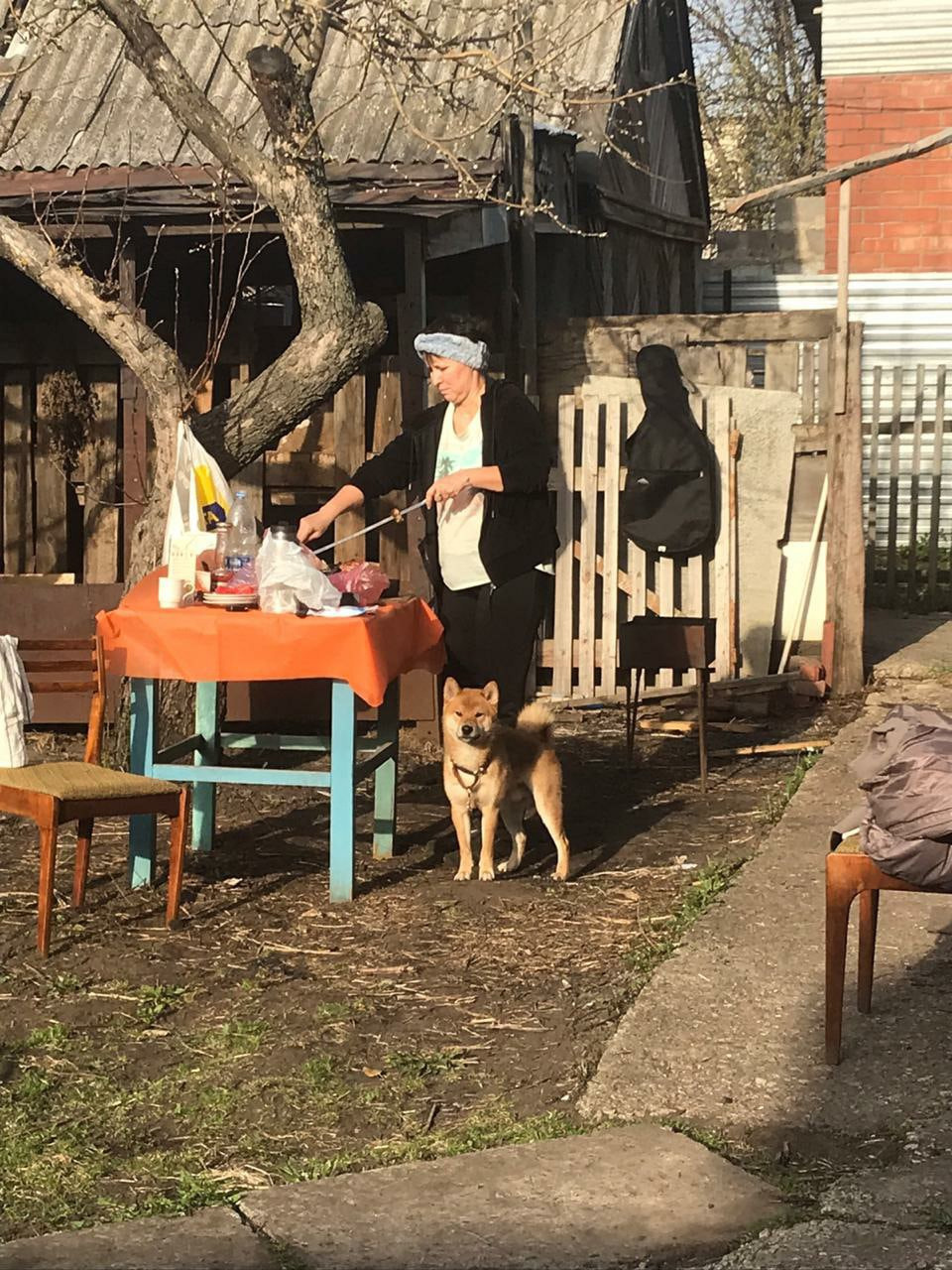 RUBYLIGHT DIN WINCHESTER. AMERICAN AKITA RUBYLIGHT KENNEL I SHIBA-INU